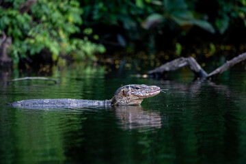 Water monitor animal floating in the lake forest