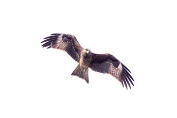 Black Kite are filying over the sky isolate on white
