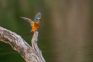 The common kingfisher in a natural pond is looking for food.