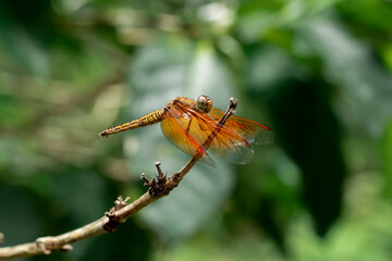 Yellow dragonfly perching on a plant. Yellow dragonfly perched on a stalk with a blurred plant background.