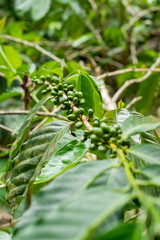 Close up of Coffee tree with young green coffee beans on the branches. Nature background. young coffee beans on the tree. 