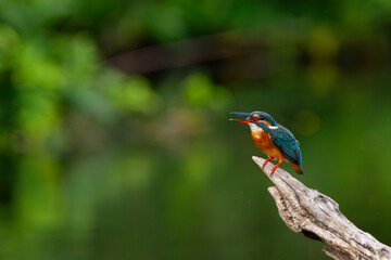 The common kingfisher in a natural pond is looking for food.