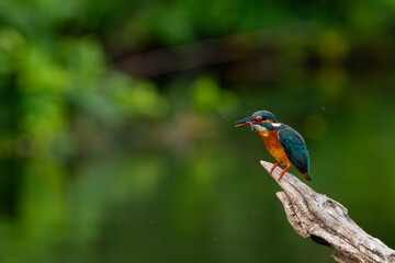 The common kingfisher in a natural pond is looking for food.