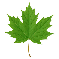 Fototapeta premium Vibrant green maple leaf isolated on transparent background