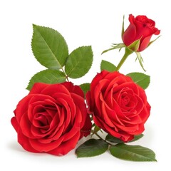 Vibrant red roses with green leaves on a white background