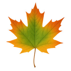 Obraz premium Autumn maple leaf isolated on transparent background