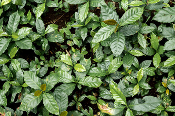 Fresh coffee bean green leaf bush berry plant arabica garden. Agriculture Green coffee tree growing berry bean plant. Coffee tree farm growth in eco organic garden. fresh nature farm.