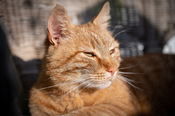 The picture shows a tabby cat, also known as an orange tabby. Sunrays are shining on its face.