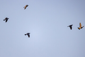 Graceful avian creatures drift across azure expanse, Tranquil feathered creatures hover in bright blue heavens above