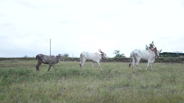 cow in the fields 10 bit 4k raw footage	