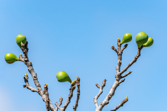 The fig is the edible fruit of Ficus carica (the common fig), a species of tree or shrub in the flowering plant family Moraceae. Sun Yet-Sen Park, Upcountry Maui, Hawaii. 
