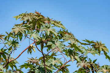 Ricinus communis, the castor bean or castor oil plant, is a species of perennial flowering plant in the spurge family, Euphorbiaceae. Sun Yet-Sen Park, Upcountry Maui, Hawaii. 
