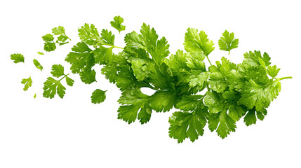 Green coriander leaves close-up, isolation on transparent png