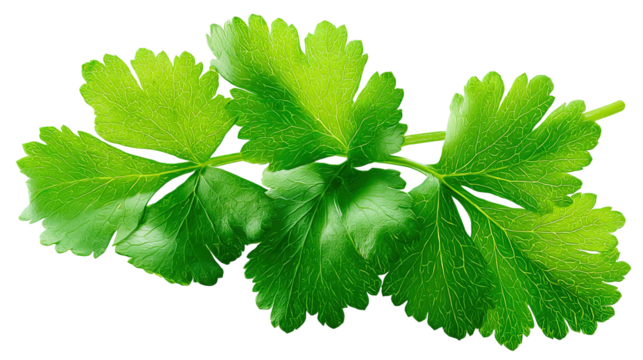 Green coriander leaves close-up, isolation on transparent png