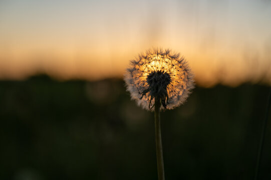 Das Bild zeigt eine Pusterblume die durch die Abendsonne angeleuchtet wird.