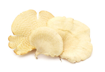 Cantharellus cibarius Chanterelle Girolle Echter Pfifferling Nm mng 