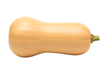 A single butternut squash isolated with a smooth texture on transparent background