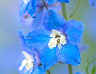 Close-up of delicate blue and white wildflowers in soft focus, blurred background
