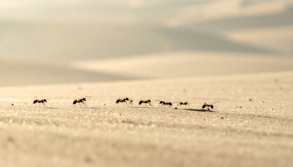 Ants marching across a sandy surface in a line