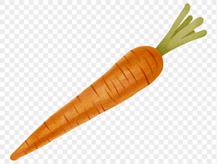Watercolor carrot illustration for Thanksgiving vegetable harvest and food design. Vector.