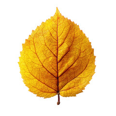 Fototapeta premium Detailed Close-up of Autumnal Golden Leaf Isolated on Transparent Background. Ai Generated Images