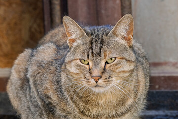 Portrait of a pretty street cat