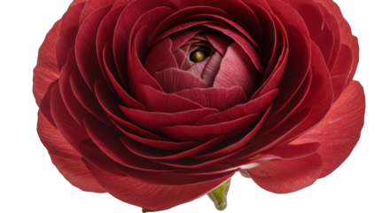 Vibrant Deep Red Ranunculus Flower Bloom Against a Dark Background