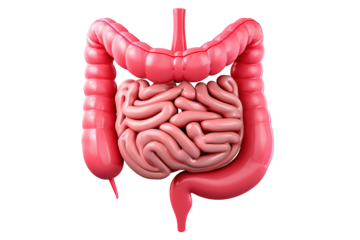 Detailed 3D Rendering Human Intestine Anatomy Internal Organ Illustration. Ai Generated Images
