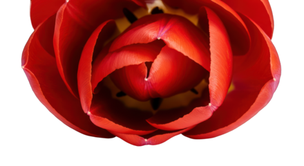 Vibrant Red Tulip Bloom Captured from Above on a Stark Black Background