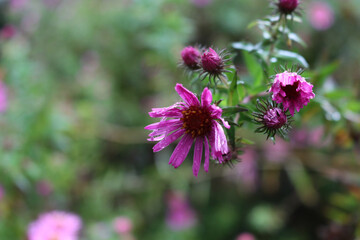 Purple Aster flowers covered by raindrops after a rainstorm in the garden. Aster Frikarti flowers on autumn