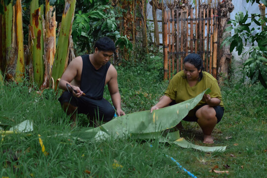 The couple crouches together collecting sliced banana leaf pieces, tidying usable sections of the plant in the damp orchard after the rain has stopped.