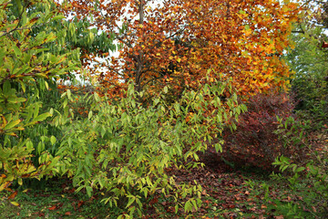 Autumn in the garden. Close-up of Loropetalum ,tulip tree and other bushes with autumnal leaves 