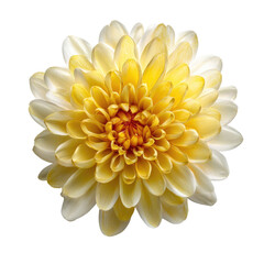 Close-up of a vibrant yellow flower