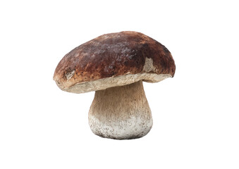 Close-up of a single brown-capped mushroom