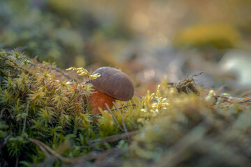 Colorful autumn leaves with a blurred background.