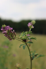Alfalfa plant with purple flowers with many ants and aphids on in the field. Medicago sativa