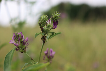 Alfalfa plant with purple flowers with many ants and aphids on in the field. Medicago sativa