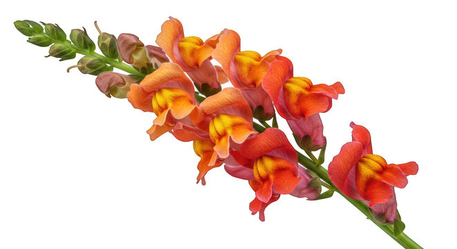 Vibrant Orange and Red Snapdragon Flowers on a Black Background