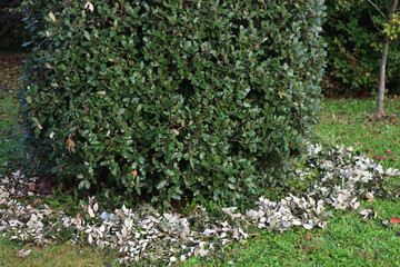 Pruned Eleagnus  Ebbingei bushes in the garden. Eleagnus bush also called japanese Goumi on autumn season