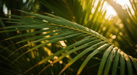 Lush green palm frond catches warm sunlight filtering through the dense foliage