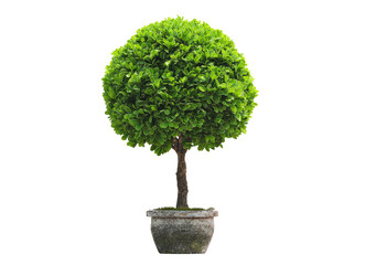 Round topiary in a pot