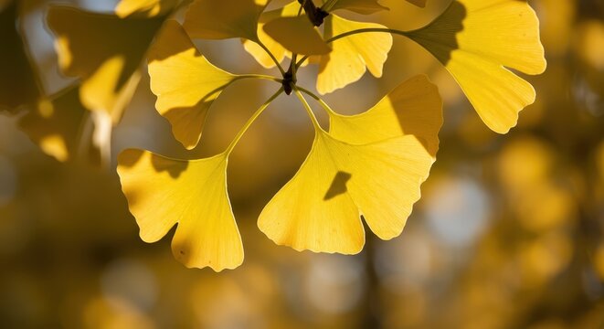 Brilliant yellow fan shaped leaves display vibrant color against a softly focused background.