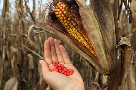 Woman’s hand holding red corn seeds against dry corn field with ripe yellow corn cob. Red Chemically treated corn seed ready for planting 