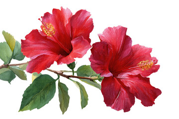 Two vibrant red hibiscus blossoms on a branch with green leaves