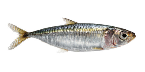 Fototapeta premium Fresh, raw sea bream or trout fish with head and tail on a white background, isolated for a healthy seafood meal ingredient