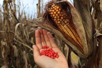 Close-up of woman’s hand holding red corn seeds against dry corn field with ripe yellow corn cob....