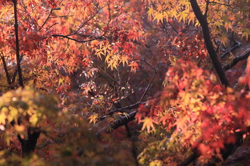 日本の紅葉