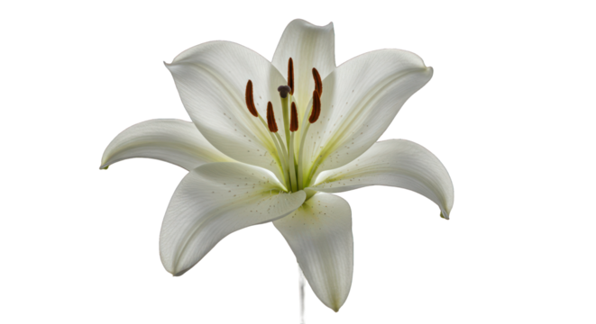 Elegant White Lily Flower in Full Bloom Against a Striking Black Background