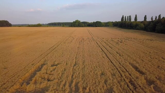 Flight over trampled wheat field