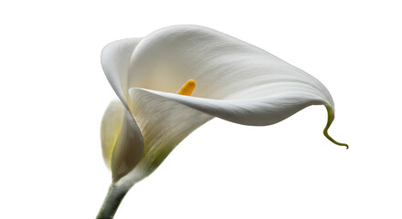 Elegant White Calla Lily Isolated on a Deep Black Background